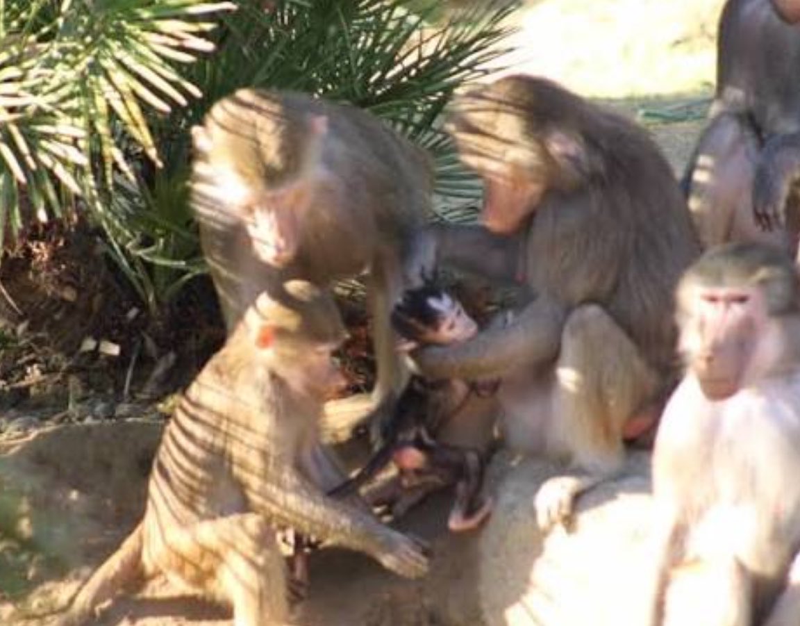 50YearsAgoLive's tweet photo. 50 baboons escape from Kings Island Amusement Park in southern Ohio, causing havoc throughout the Cincinnati area. 

Attempts to bait them have so far failed. https://t.co/mCtg8ExFjv