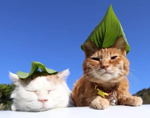 Marten Perez tweet media