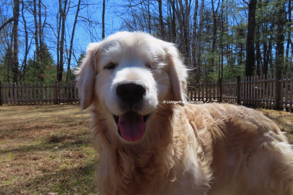 MaineGolden's tweet image. Oh! Hello there! I didn't hear you scroll up. Happy #TongueOutTuesday! #GRC