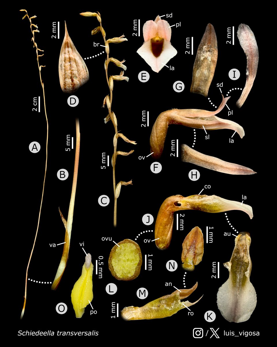 luis_vigosa's tweet image. Schiedeella transversalis (Orchidaceae)
#botany #flowers #taxonomy #plants