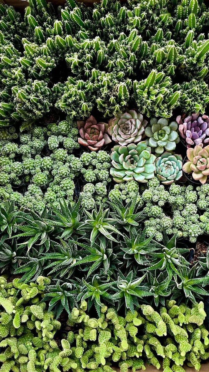 Anand Kujur tweet media