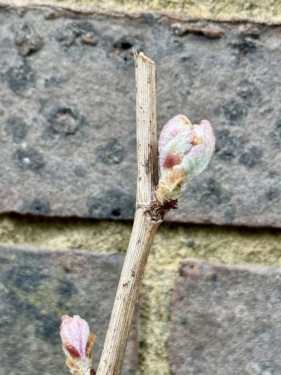 𝙽𝚒𝚔𝚔𝚒 𝙻𝚎𝚠𝚒𝚜 𝙿𝚑𝚘𝚝𝚘𝚐𝚛𝚊𝚙𝚑𝚢 tweet media