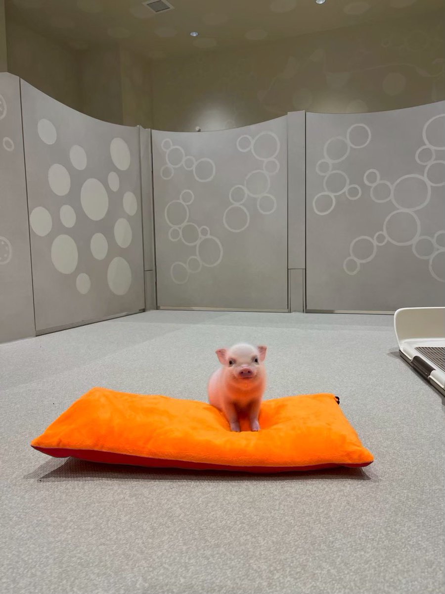 cznle's tweet image. 