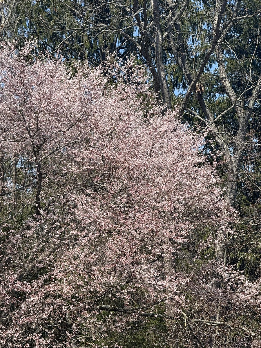 Tra的美本日记 tweet media