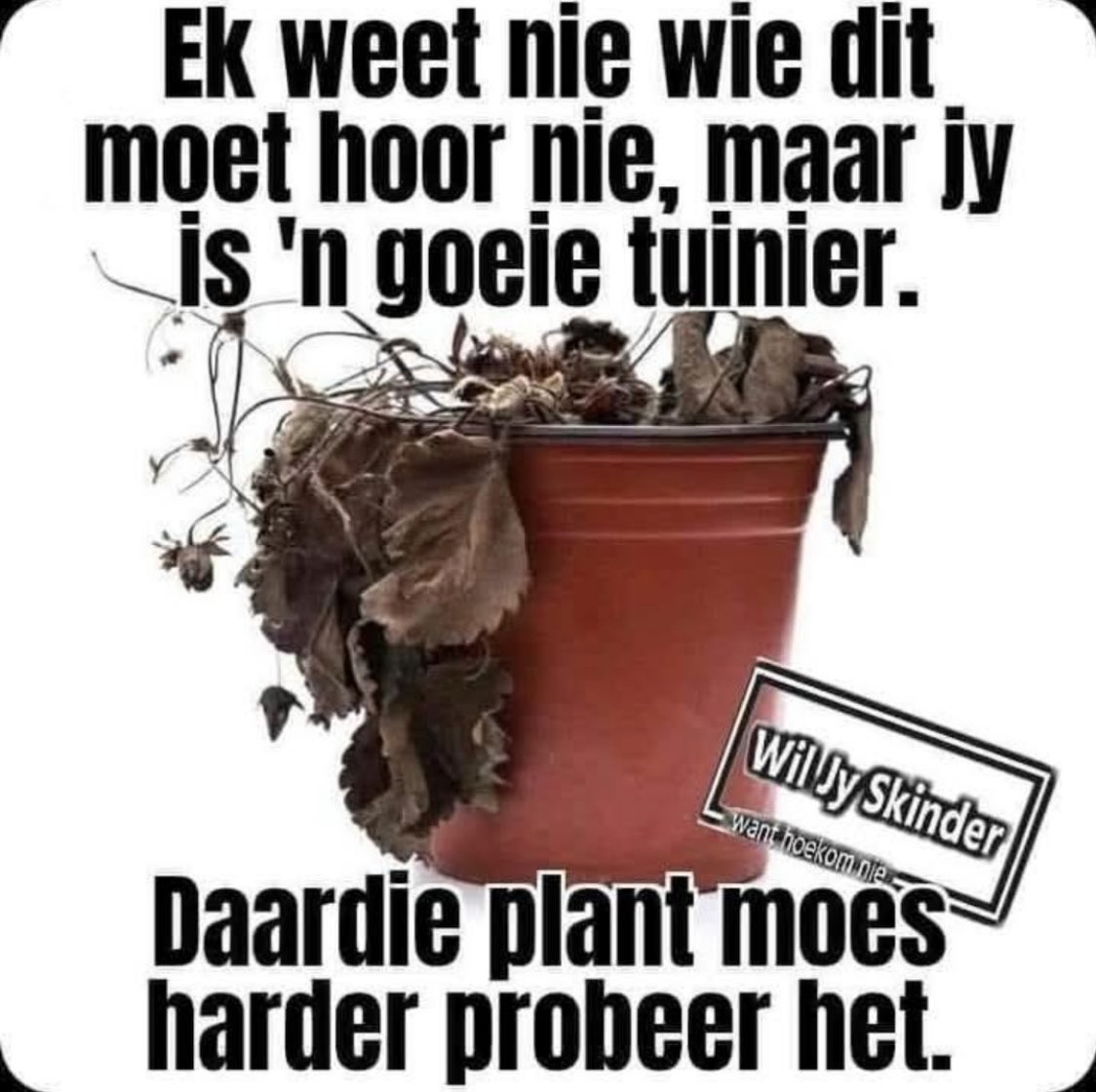 Bulla tweet media
