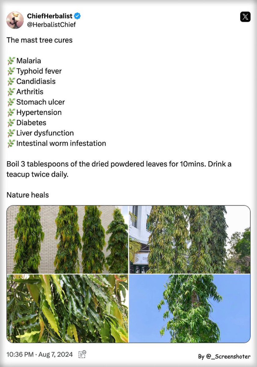 HerbalistChief's tweet photo. Typhoid and malaria symptoms disappears within 24 hours. 

Nature heals. https://t.co/XJYo3p9diZ