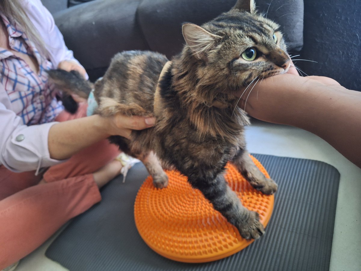 LaiKo - COMISSIONS OPEN tweet media