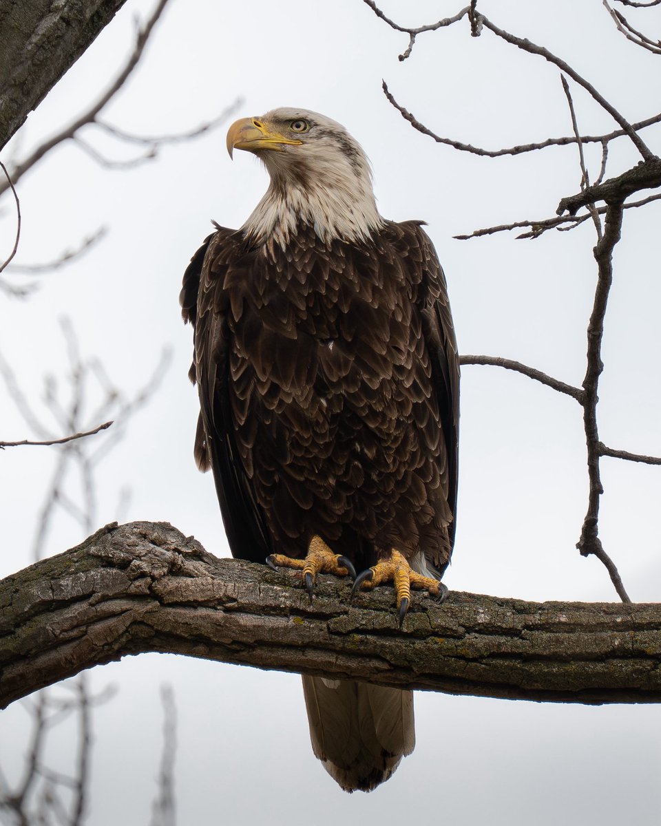 TodaysBaldEagle's tweet image. Bald eagle.
(Photo courtesy of Matthew Dunn)
#birds #eagles #NaturePhotography #wildlife #nature