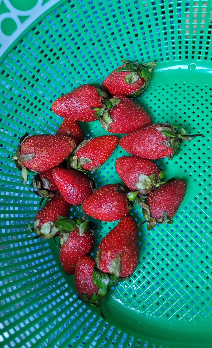 Daniel Regha tweet media