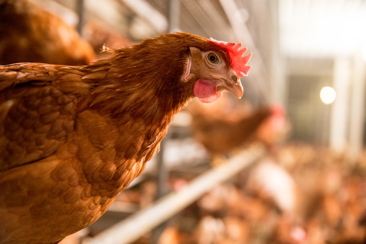 UEPCertified's tweet photo. Curious about egg production, hen care or how the UEP Certified program works? We’ve got answers — grounded in science and transparency. 🐔🥚

Learn more: https://t.co/qA7HxWpCrx https://t.co/915WaodbYS
