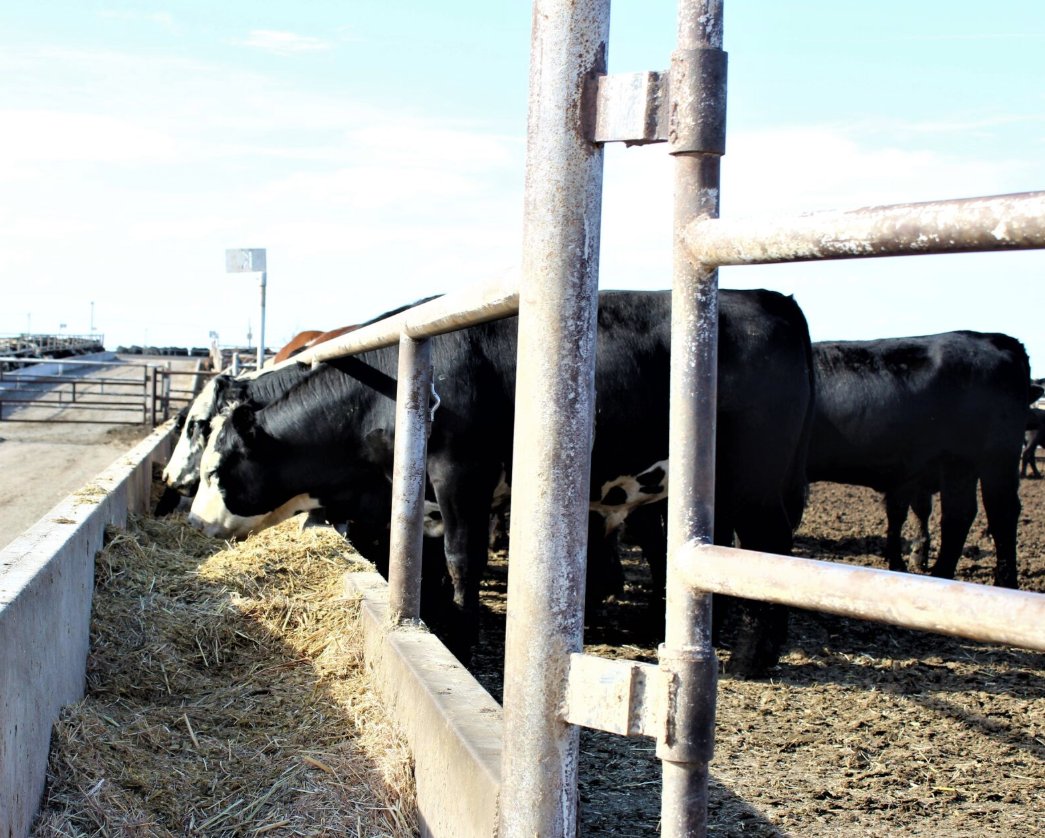 feedlotmagazine's tweet image. Nutritionists typically #limit #roughage inclusion in finishing #diets because those #ingredients are less digestible (and thus lower in #energy) compared to #grain and biofuels co-products. #feedlot #nutrition

feedlotmagazine.com/news/feedlot_s…