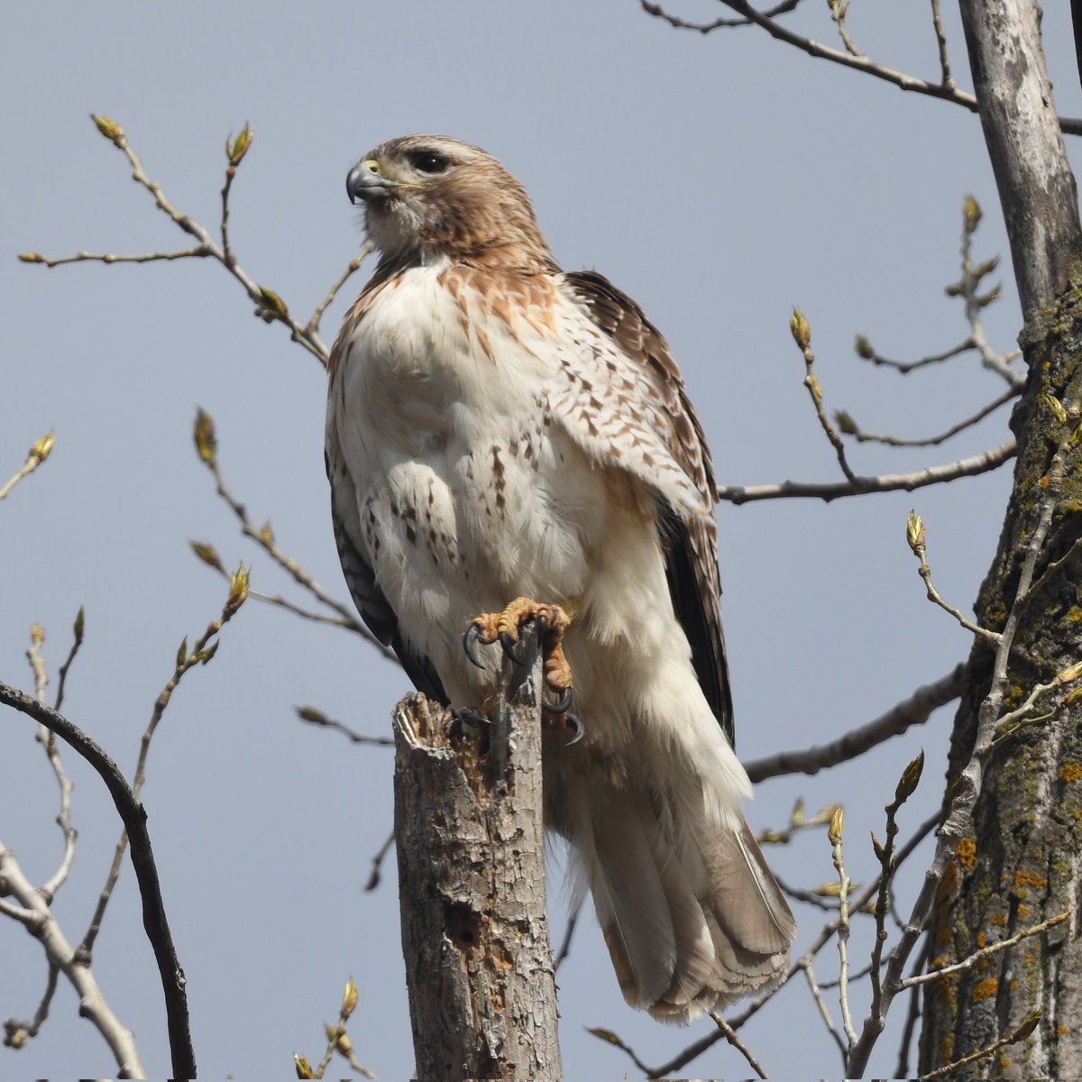 Chris 𓅨 tweet media