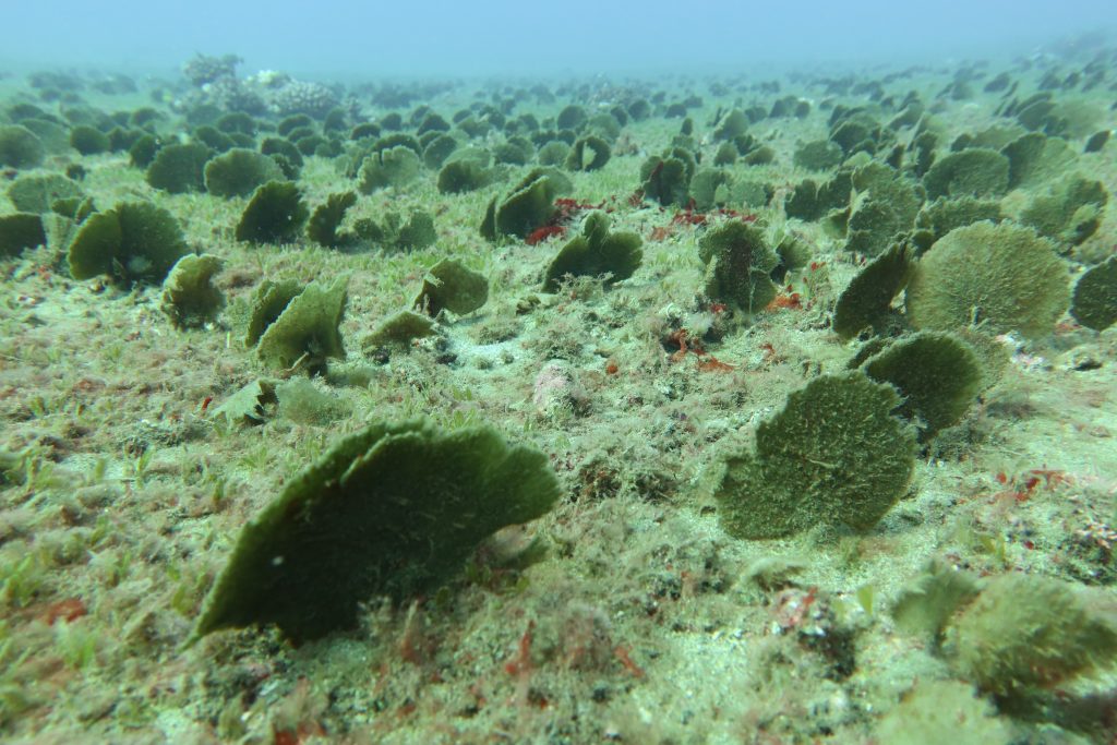 westapms's tweet photo. 🚨 Invasive #algae alert in Hawaiʻi. A fast-spreading green algae has been detected along Kauaʻi’s south shore. Scientists say it spreads via anchors - so #boaters are urged to clean gear &amp; avoid affected areas.

Read more at https://t.co/KAKrjLUu4z

#WAPMS  #invasivespecies https://t.co/EWnWorNAjb