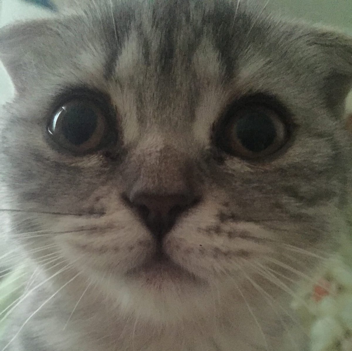 😼Modesto😼 tweet media