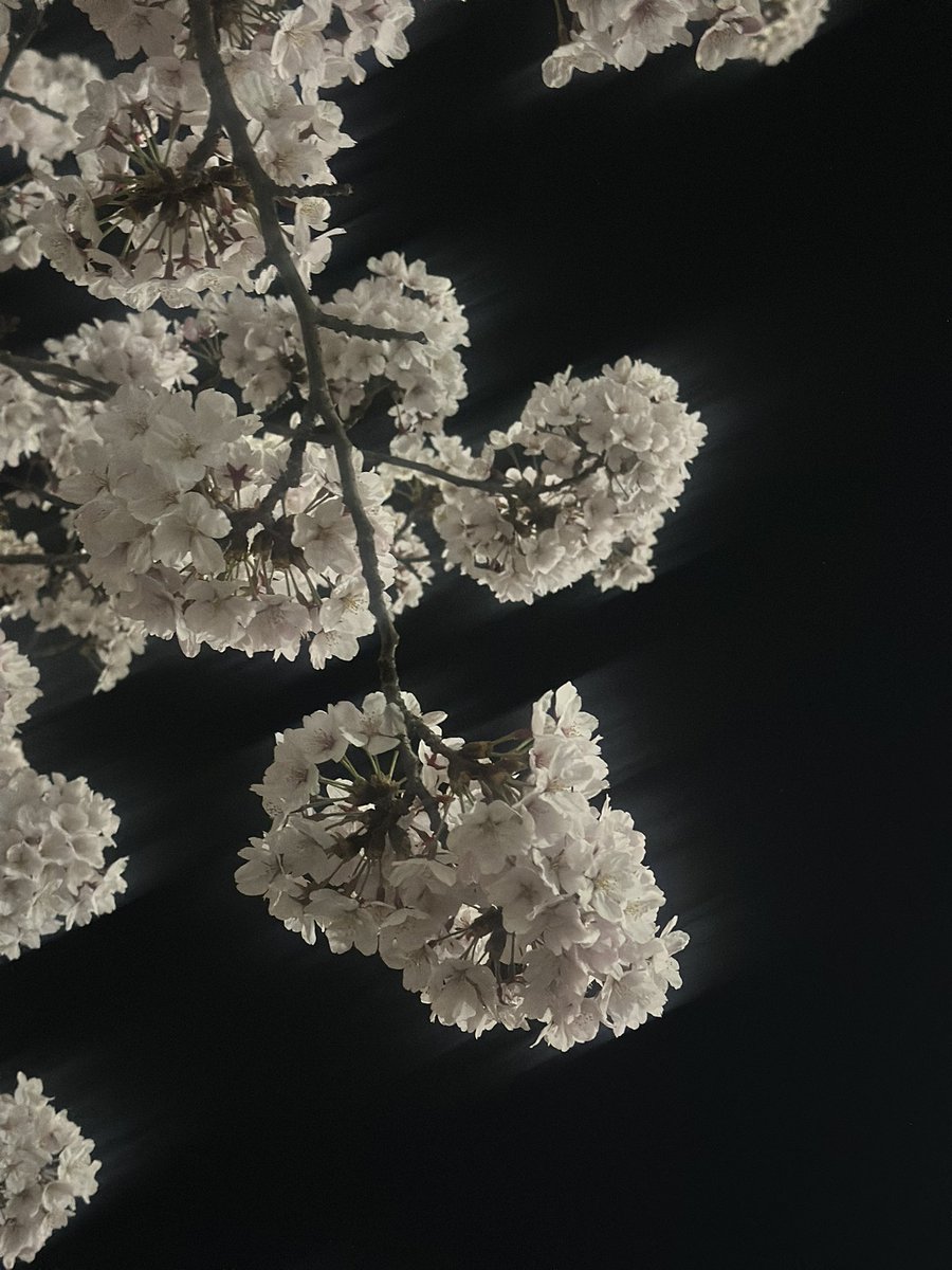 냐냐삡 tweet media