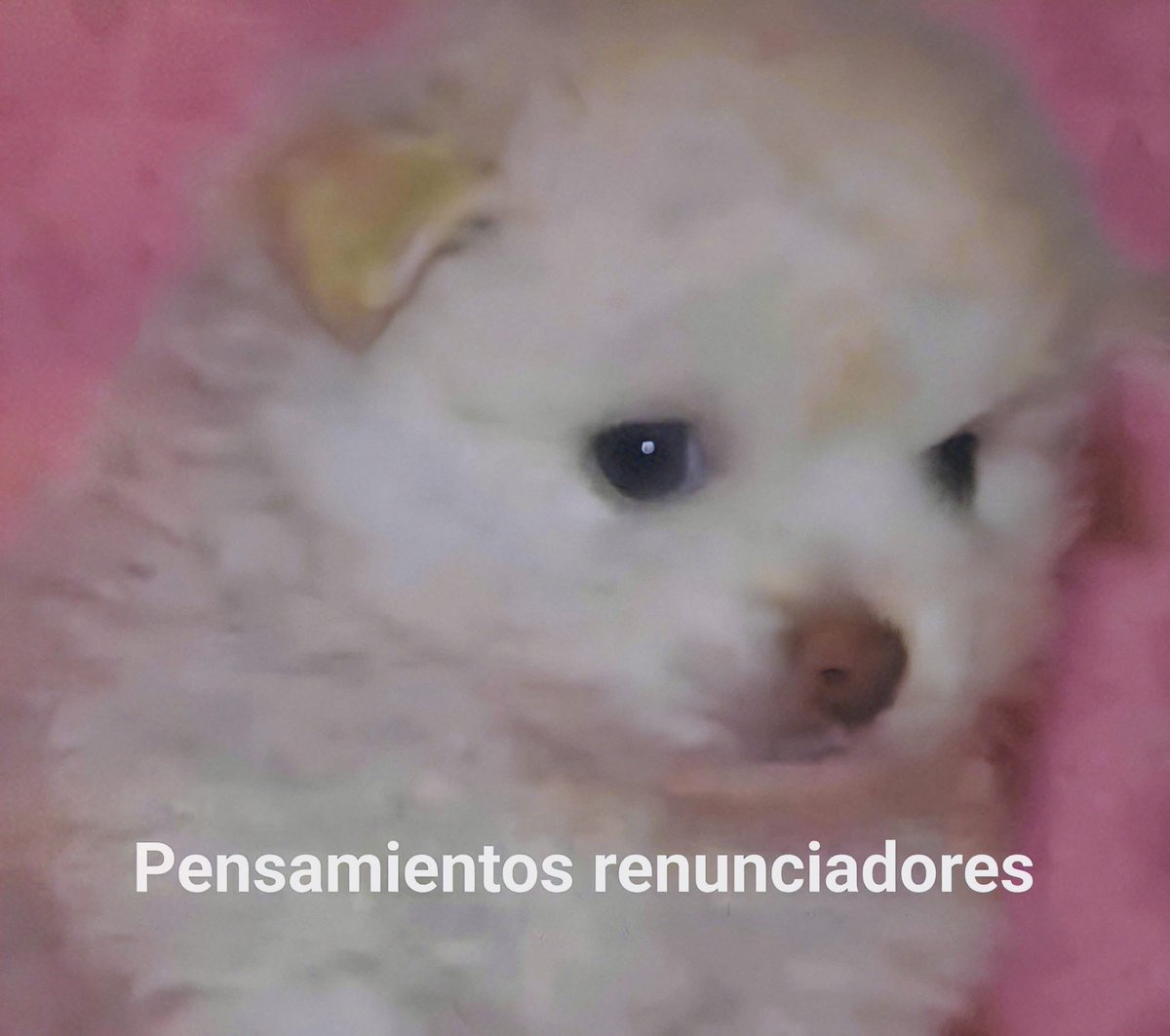 El Guarromántico tweet media