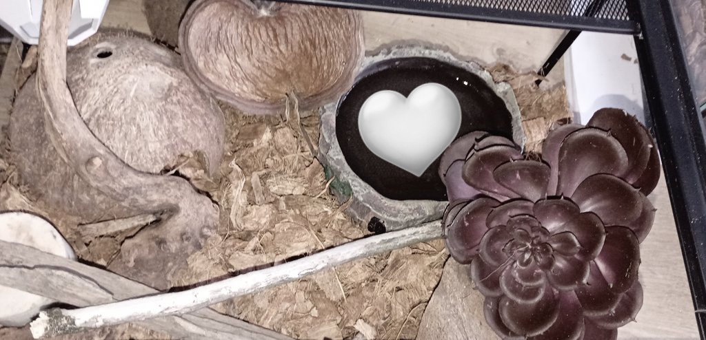 ୨୧𓏼ℒuci #shedtwt tweet media