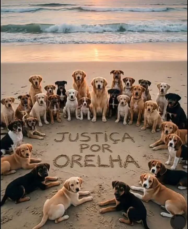 EU AMO OS ANIMAIS ♥️🐕 tweet media