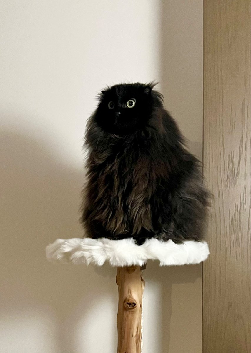 ねこさん🦉元保護猫フクロウ tweet media