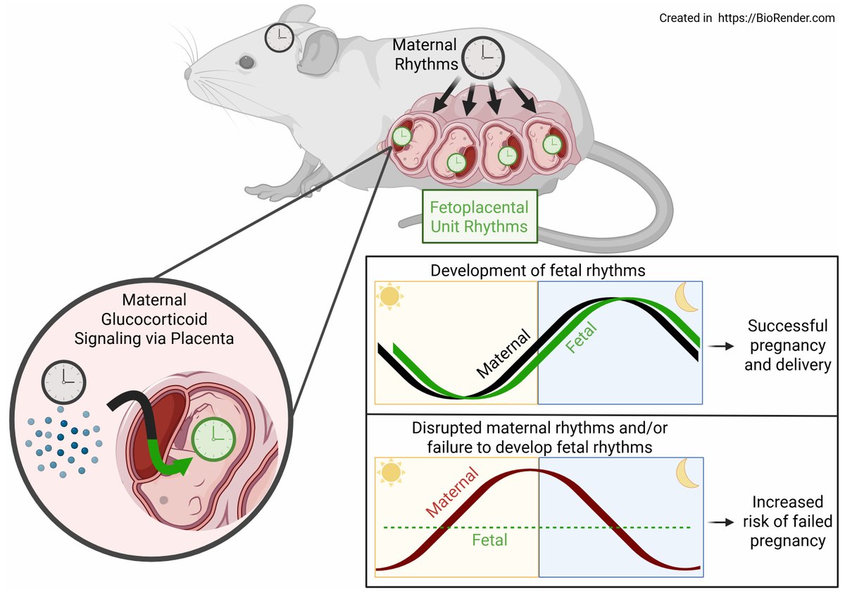 Society for Research on Biological Rhythms tweet media