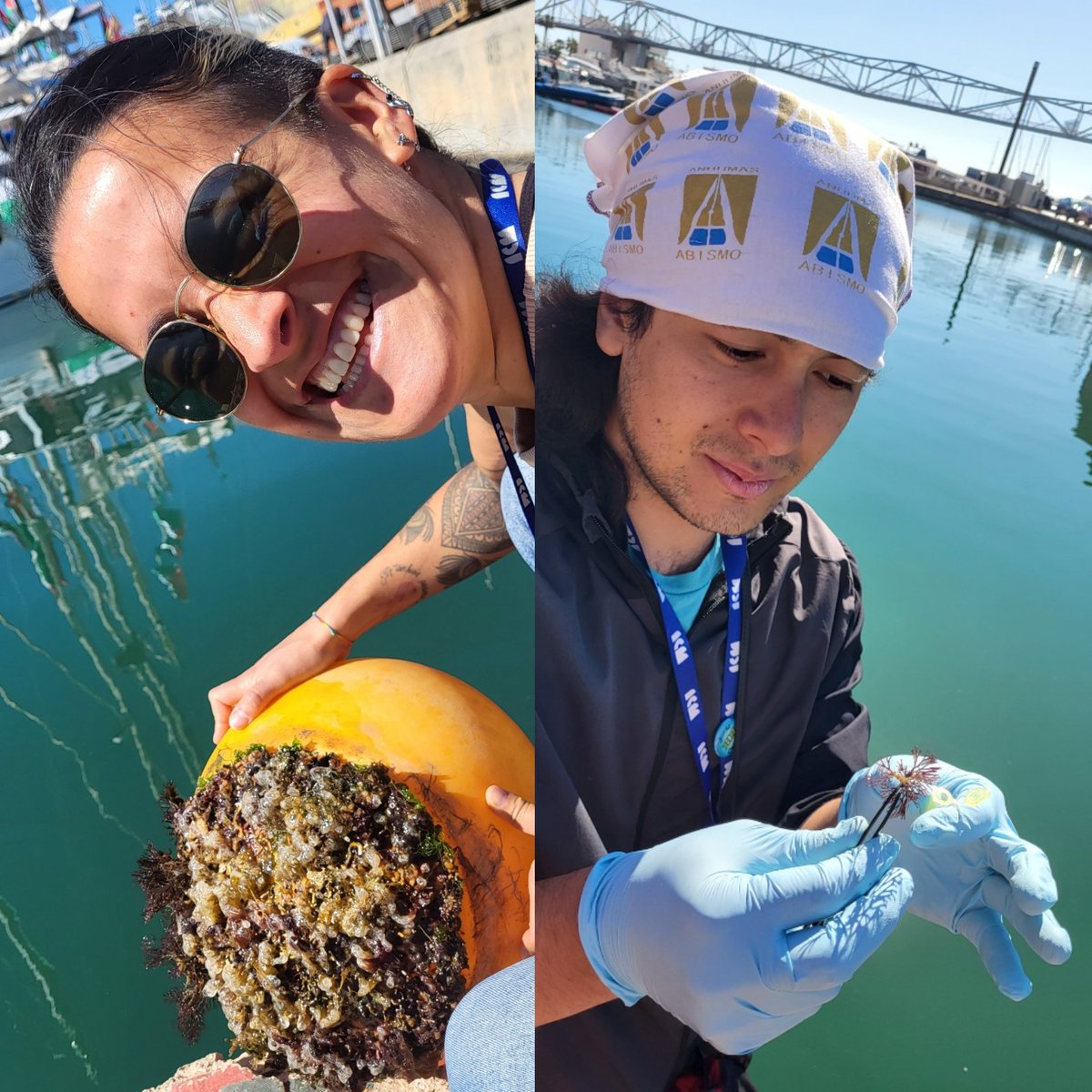 Marine calcifiers tweet media