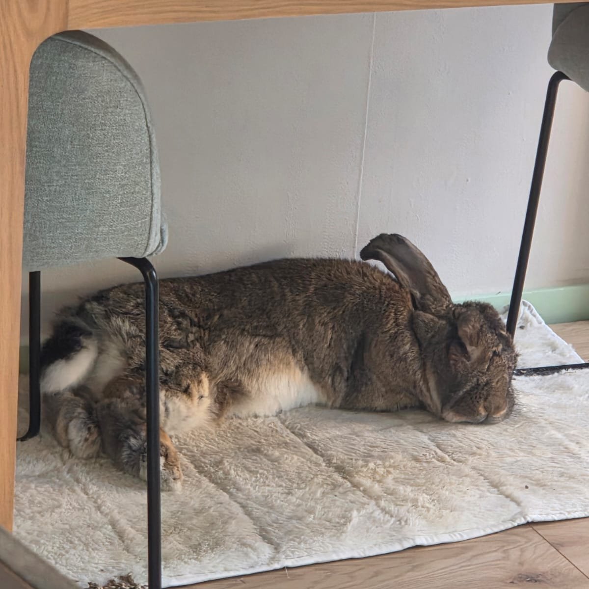 RamsesDecrees's tweet photo. Long day at bun work https://t.co/Dlobid1zHG