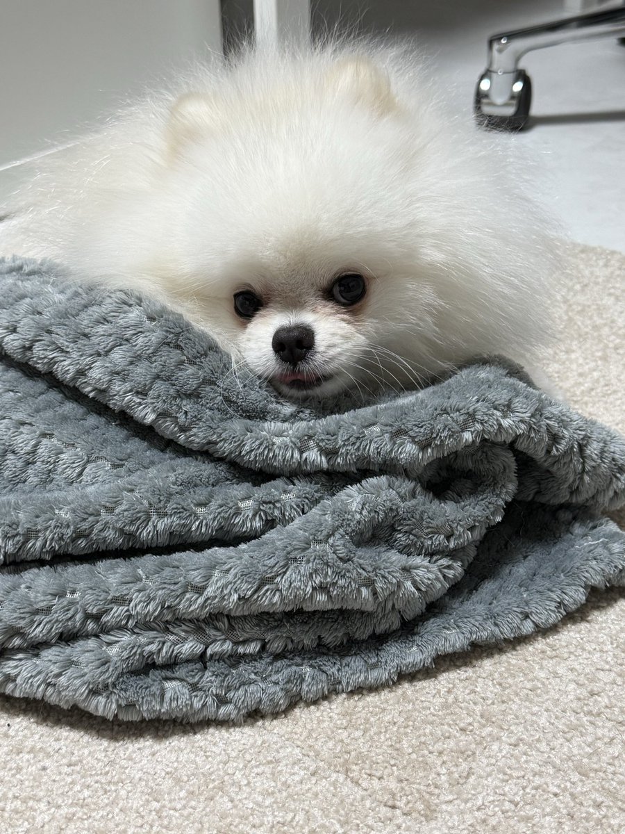 そる♡白ポメ tweet media