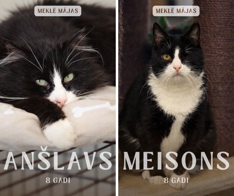 Melnbalts - neredzams? 💔

🖤🤍 Vai jūs zinājāt, ka nereti visilgāk savu cilvēku gaida tieši melnbaltie kaķi? Jā, jā - pie tam, tie ir ne tikai mūsu novērojumi Remi, bet arī pasaules kaķu adopcijas statistika!

🥺 Cilvēkiem melnbaltais kažociņa krāsojums šķiet pārāk vienkāršs,