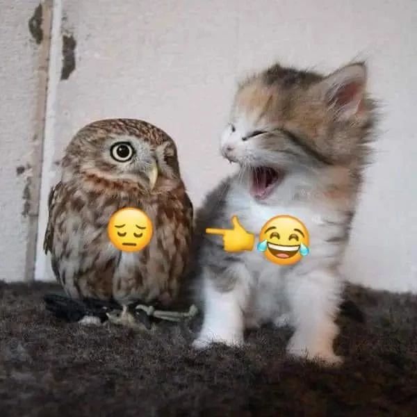smol silly cat tweet media