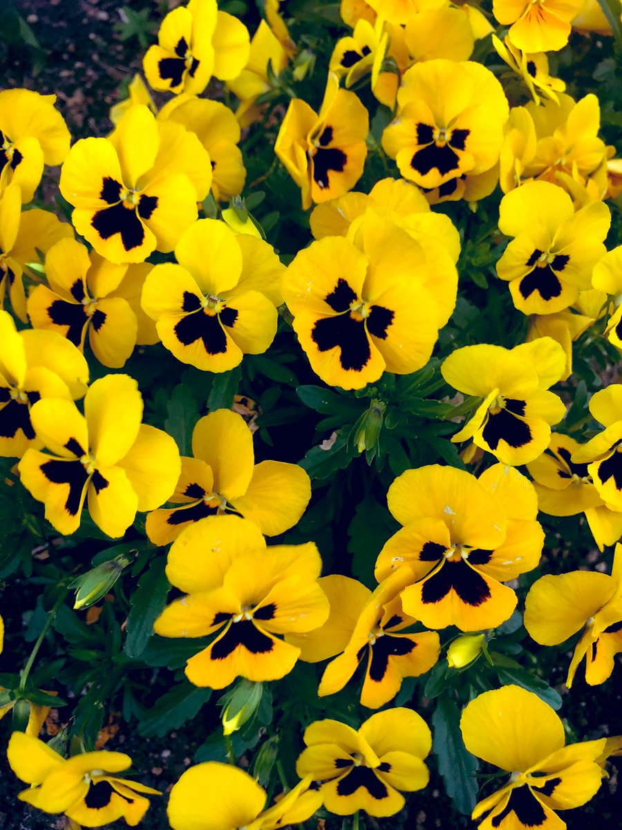 MisuniKanaruLee's tweet image. 幼い頃から、なんか髭紳士のようなお顔に見えていた、かわいいパンジー✿🥸

#machigao #okao #face #顔 #얼굴