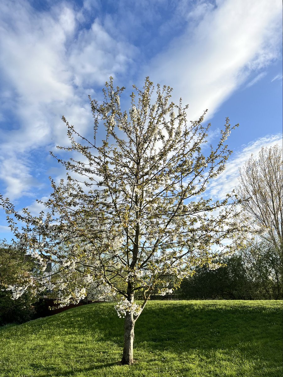 angelaproudnan's tweet image. Today’s #thicktrunktuesday #tuesday #blossom #tree #tuesdaymotivation #nature