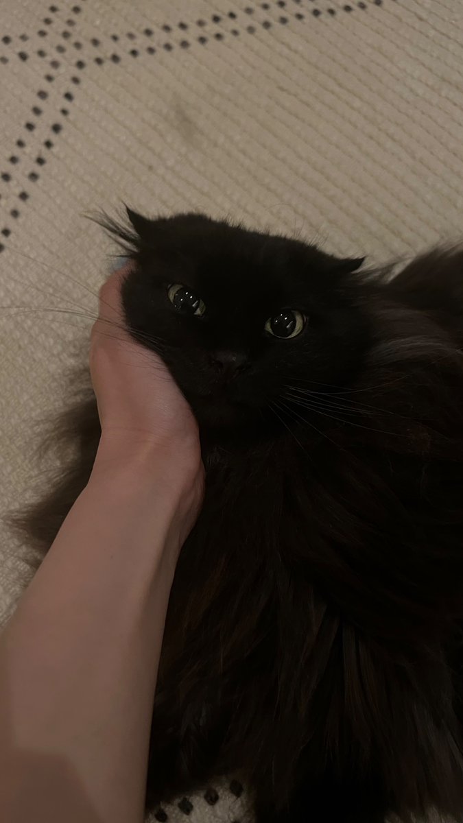 ねこさん🦉元保護猫フクロウ (@necosan__cat) / Posts / X