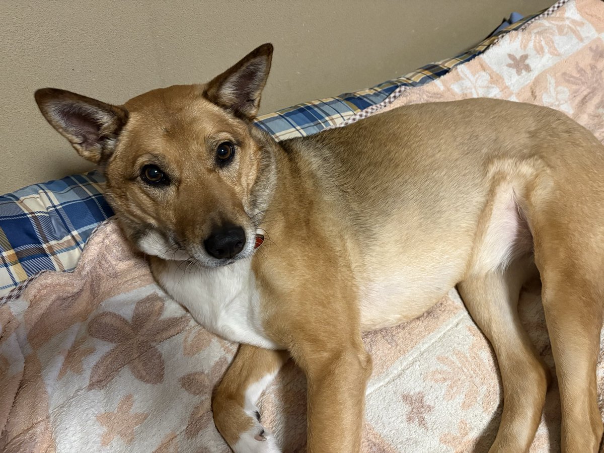 かに🦀 tweet media