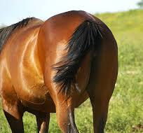 robert Jannicelli tweet media