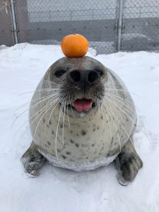 SealYoshi 🦭 tweet media