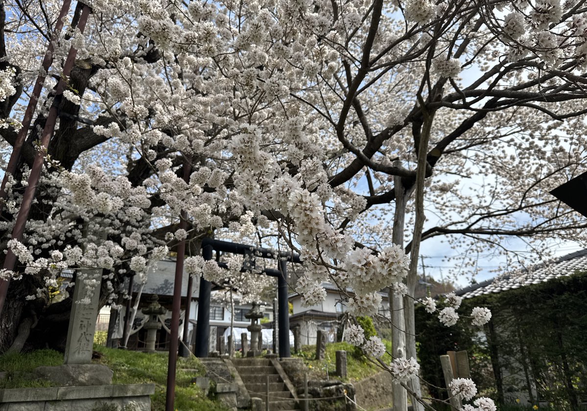 竜胆の花 tweet media