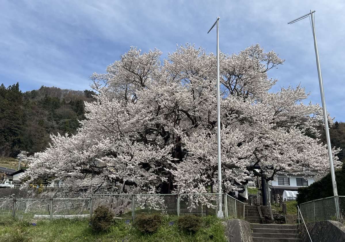 竜胆の花 tweet media
