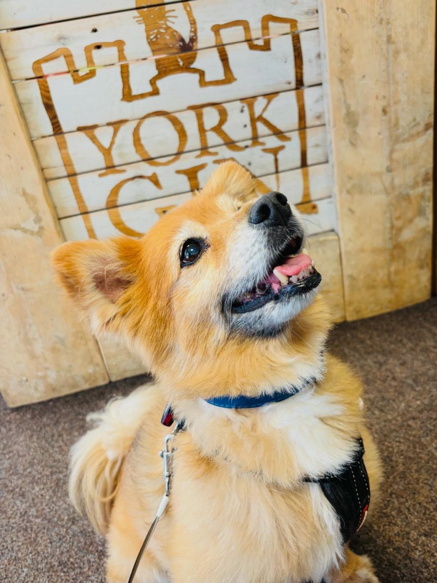 yorkgin's tweet image. We love gin - obviously. 🤣🍸
We also love dogs. 🐶🥰

Charlie and his family were visiting York whilst on a trip to see the puffins at Flamborough Head. 
Lovely to see them at the York Gin shop. 

🐾🐾🐾🐶❤️

#york #dogfriendly