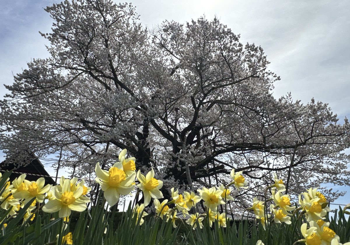 竜胆の花 tweet media