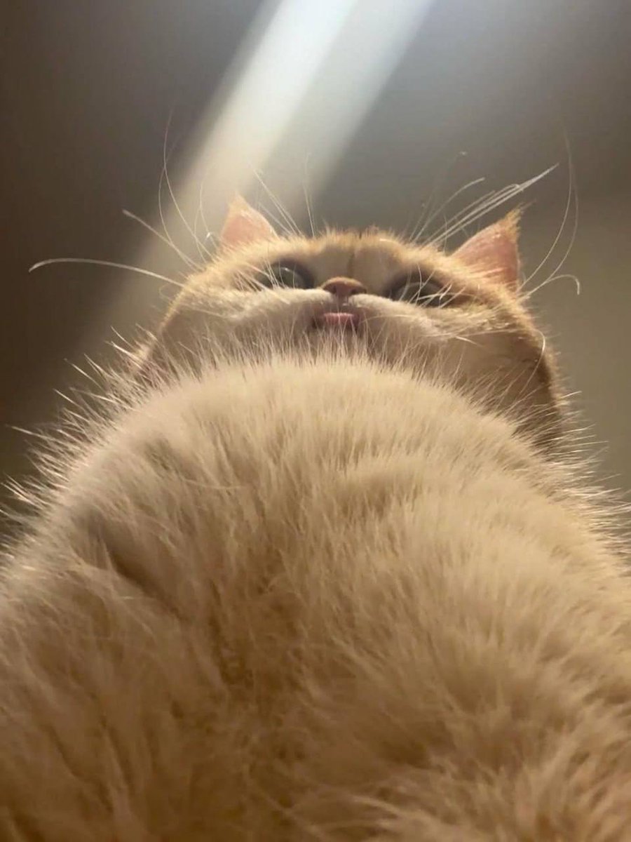 THULEJUSTUS tweet media