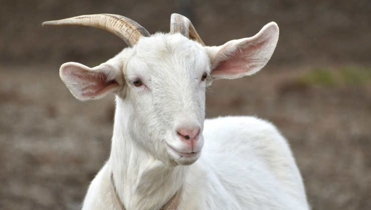 Pennes-Mirabeau (13) : un afghan agresse sexuellement des chèvres et des moutons. L’éleveuse décrit l’horreur : “Il a récupéré une agnelle de cinq mois. Elle présente trois sévices et se montre en piteux état. Elle n’arrive plus à se déplacer.” (Maj)

fdesouche.com/2026/04/14/pen…