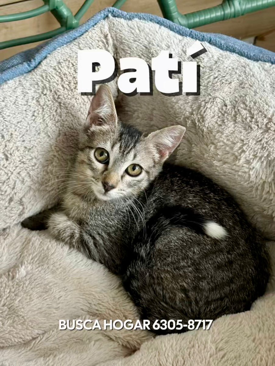 Spay Panama tweet media