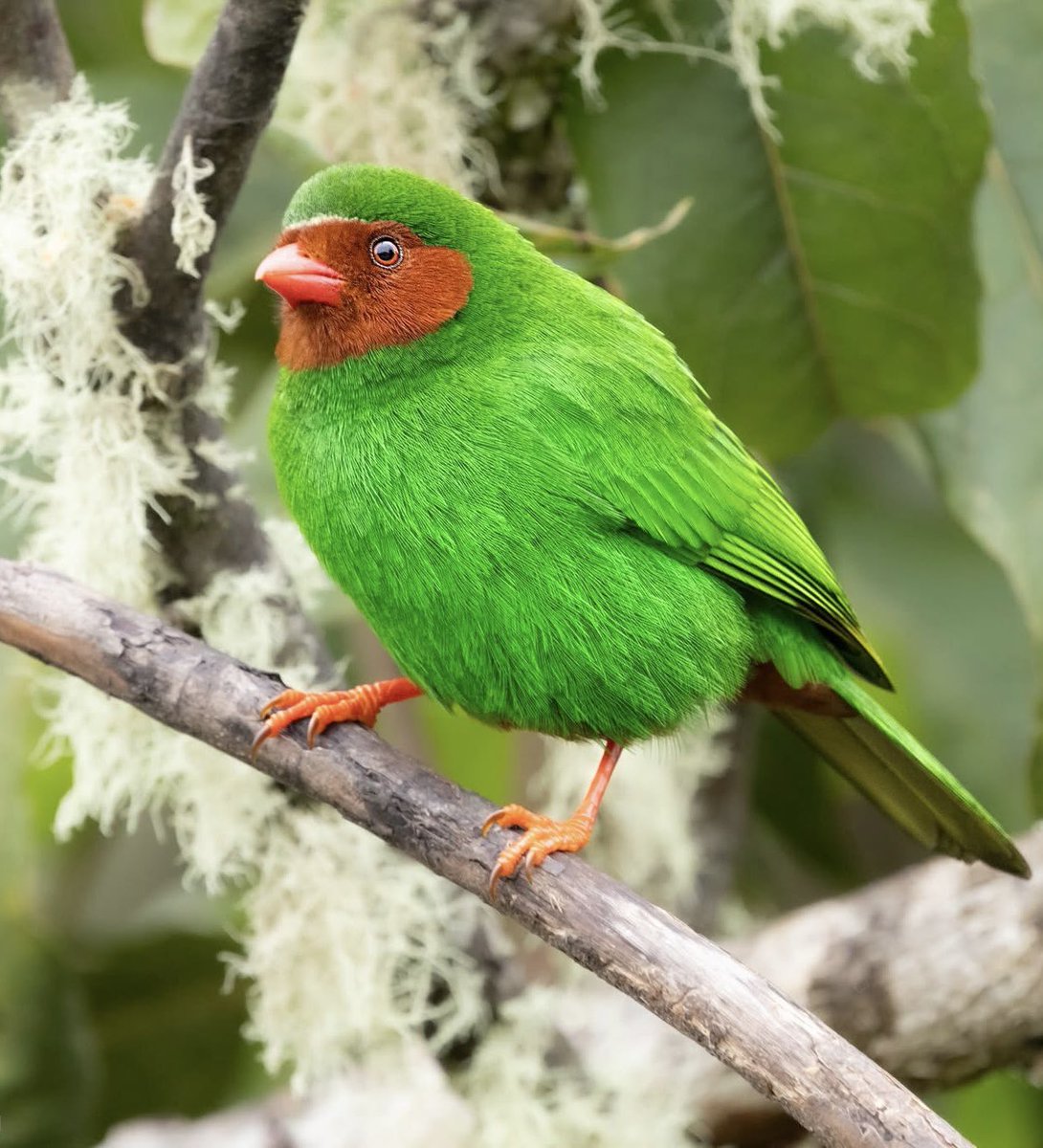 nvolpewild's tweet image. TENNIS BALL BIRD! 🎾
One of the best birds I’ve seen, the Grass-green Tanager from the cloud forests of Peru! 🥹💚