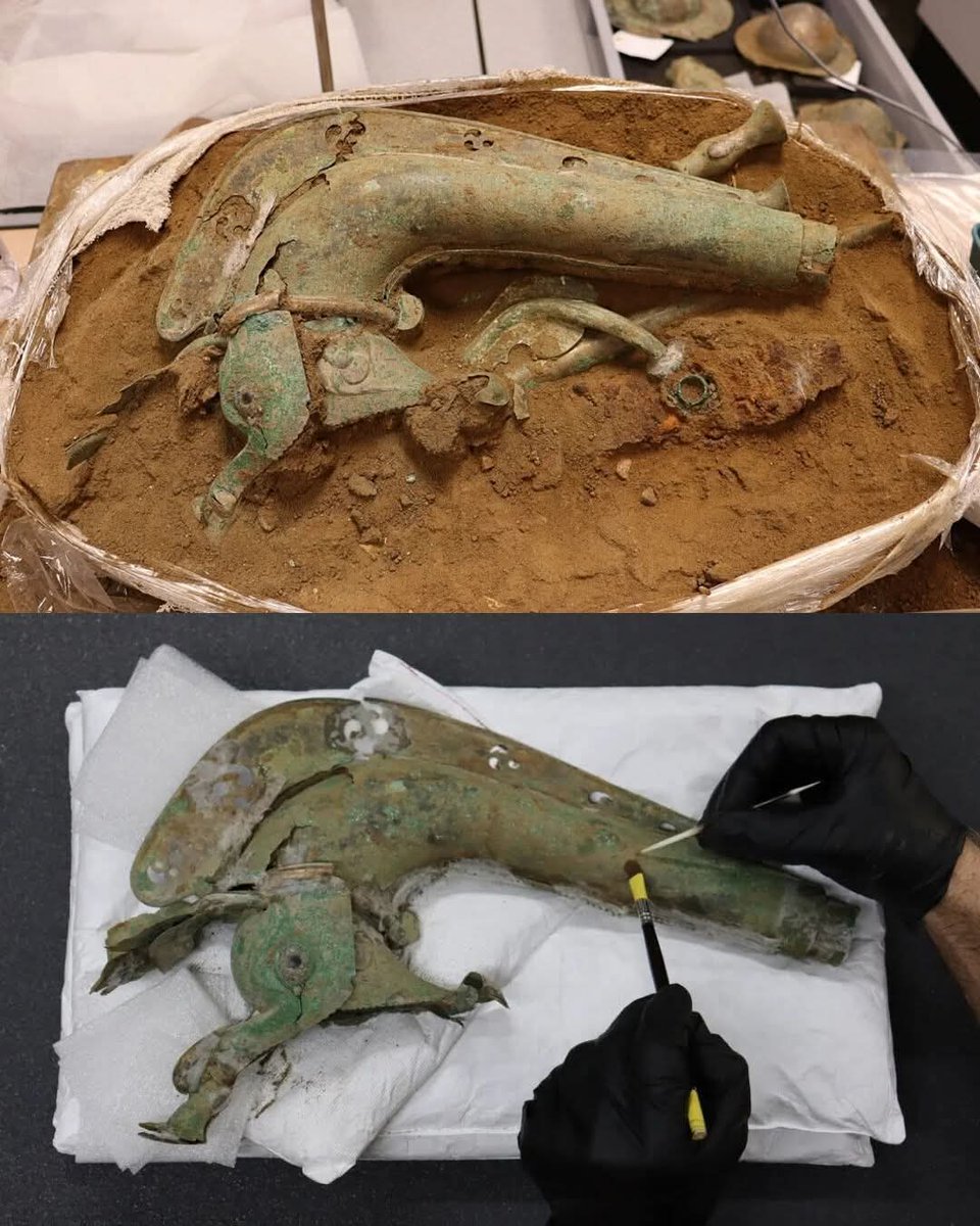 Archaeologists in Norfolk, England have uncovered a rare Celtic war trumpet known as a carnyx, an instrument closely associated with Iron Age warfare in ancient Britain.

The carnyx was crafted from metal and designed to project sound over long distances. Its distinctive shape,