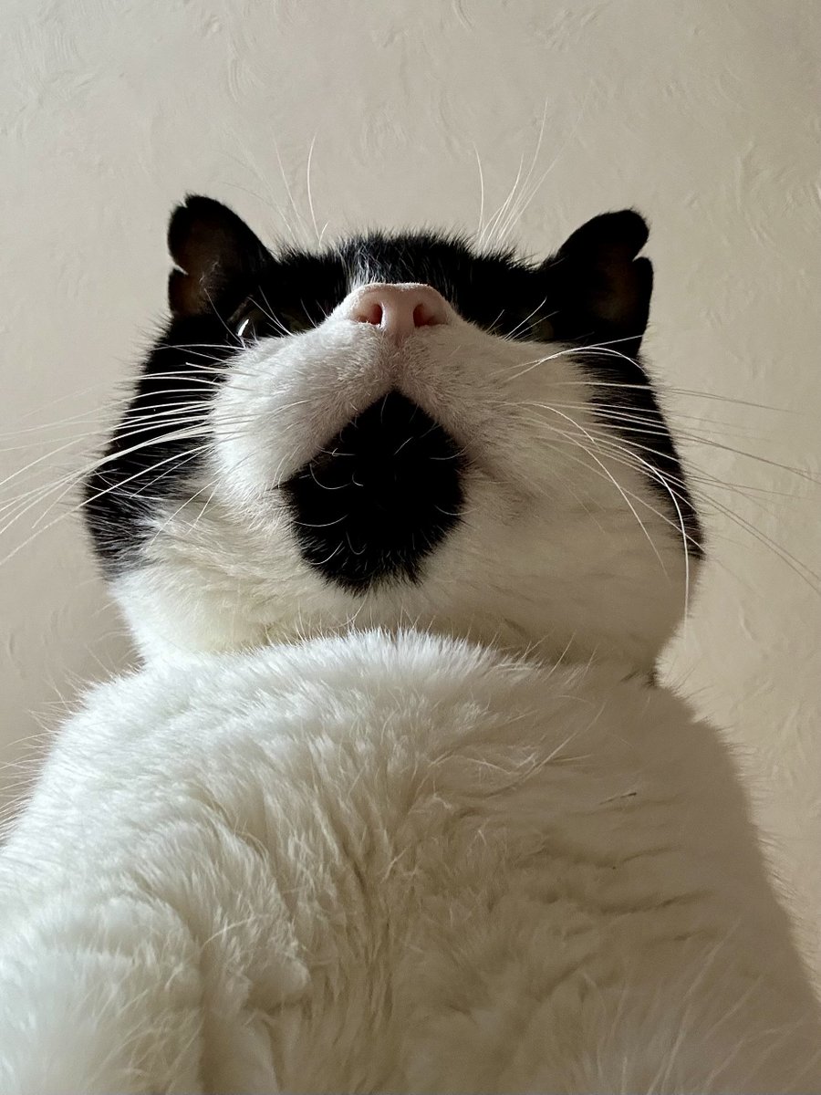 D.V. Catt tweet media