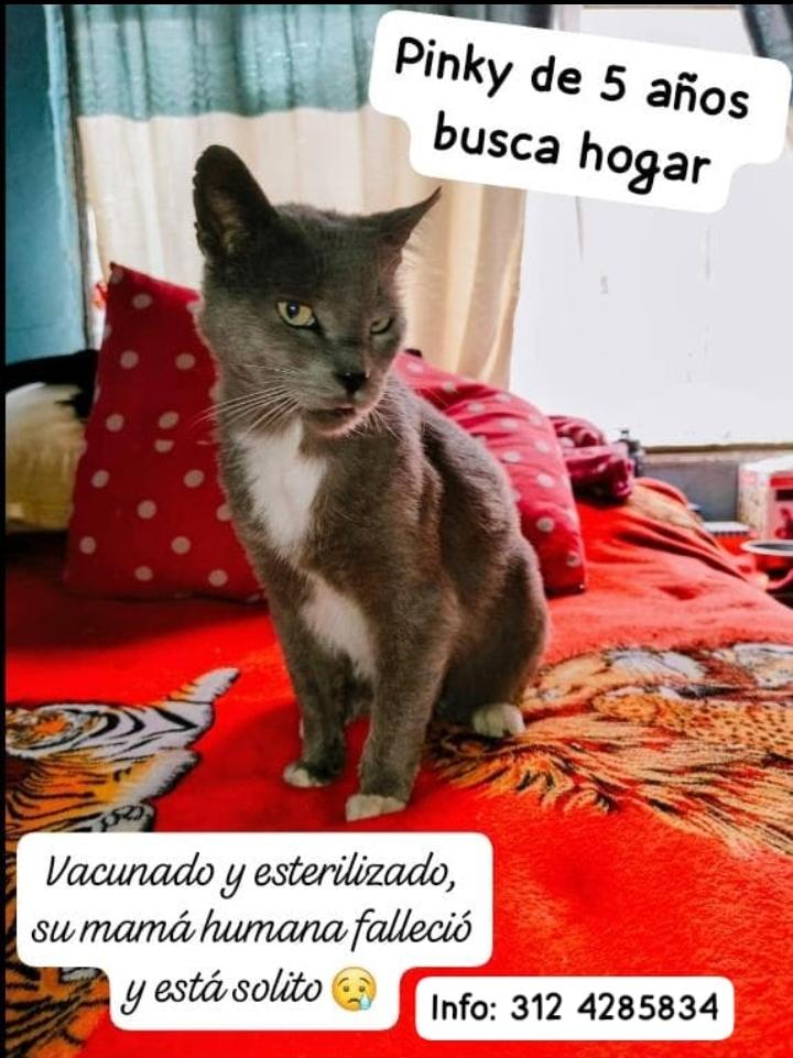 Oscar Vásquez ⭐16 tweet media