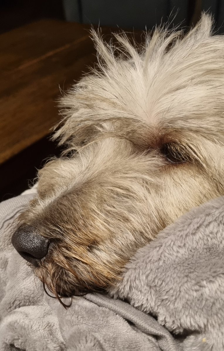 Kiki Scheepens tweet media