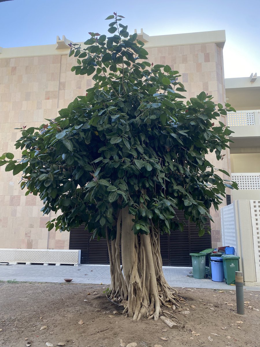 قاوِم tweet media