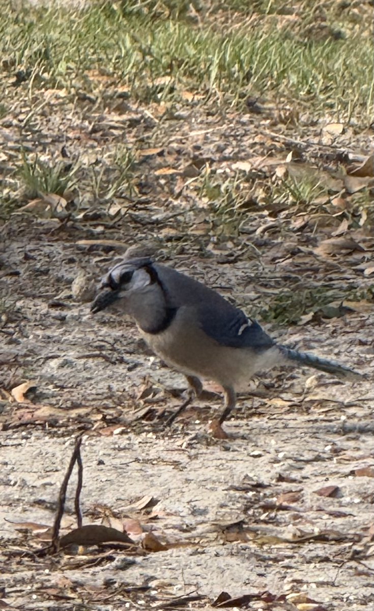 🇺🇸 Dave 🇺🇸 tweet media