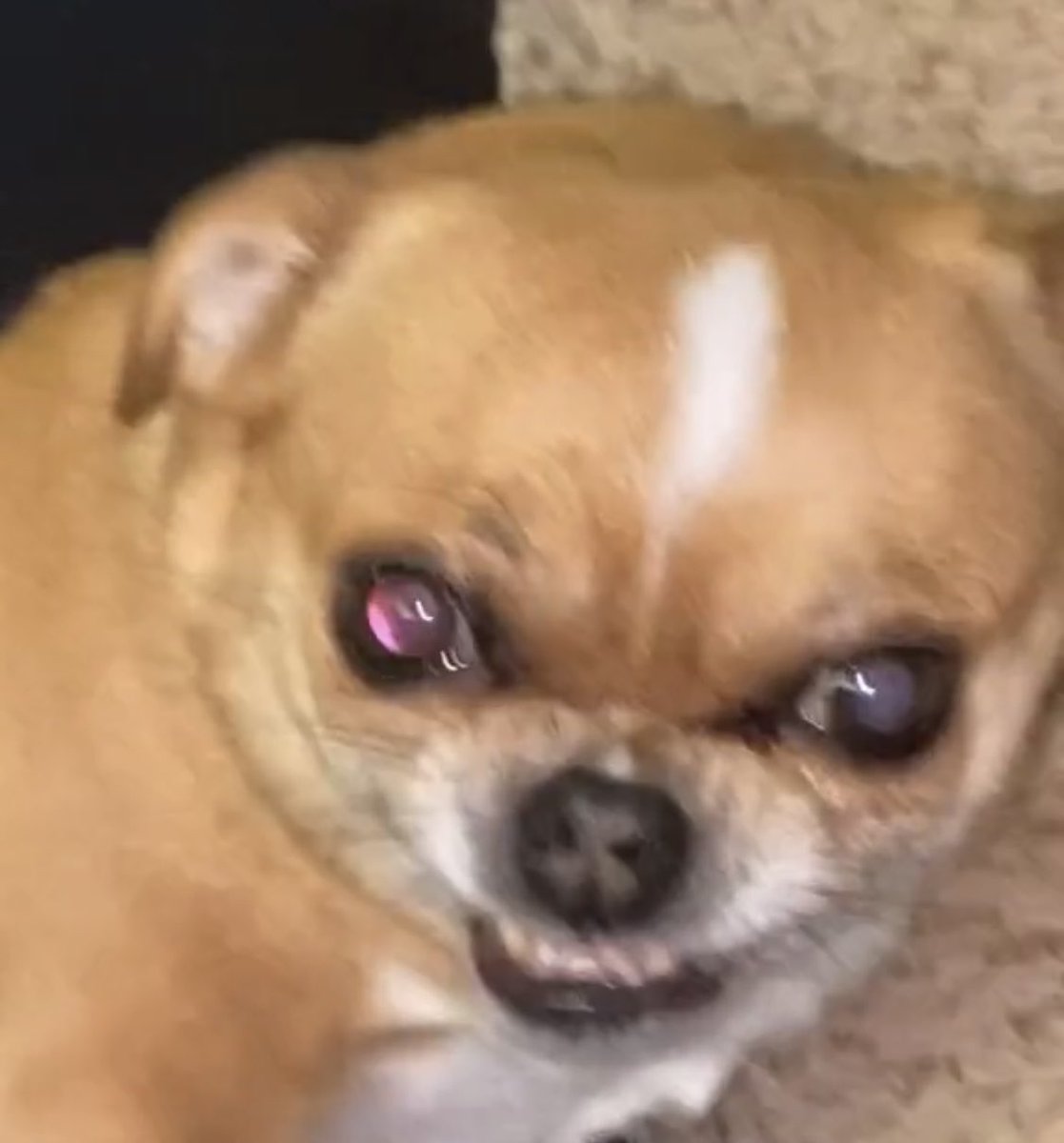 D̳̿͟͞e̳̿͟͞s̳̿͟͞o̳̿͟͞l̳̿͟͞a̳̿͟͞t̳̿͟͞e̳̿͟͞ tweet media